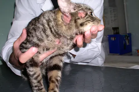 Kot z zaczerwienionymi uszami i łysymi plamami na głowie, prawdopodobnie z powodu alergii pokarmowej.