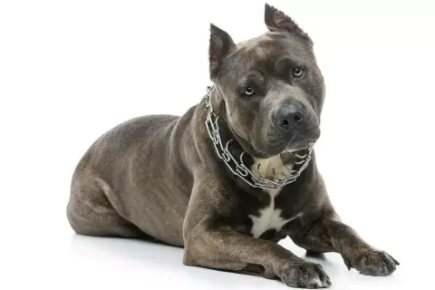 Szarobłękitny amstaff w metalowym łańcuchu leży na białym tle.