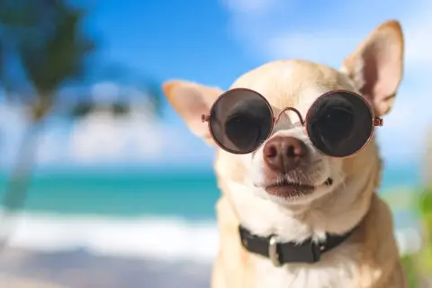 Chihuahua w okularach przeciwsłonecznych na plaży. Zastanawiasz się, gdzie wyrobić paszport dla psa na wakacje?