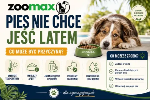 Pies nie chce jeść latem? Sprawdź przyczyny: wysokie temperatury, mniejszy apetyt, zmiana rutyny, problemy trawienne, odwodnienie. Co możesz zrobić? Zadbaj o wodę, karm chłodniej, wybierz lekkostrawną karmę.
