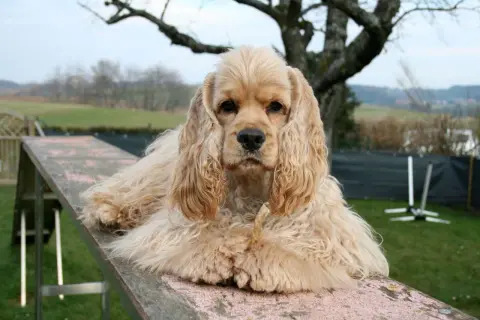 Jasnobrązowy cocker spaniel amerykański leży na drewnianej rampie, trzymając w pysku przysmak.