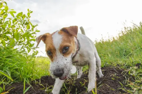 Pies rasy Jack Russell Terrier z brudnym pyskiem kopie w ziemi na tle zielonej trawy i nieba.