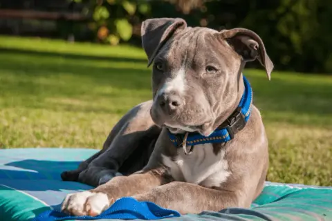 Szczeniak rasy staffordshire bull terrier o niebieskim umaszczeniu leży na kocu na trawie.