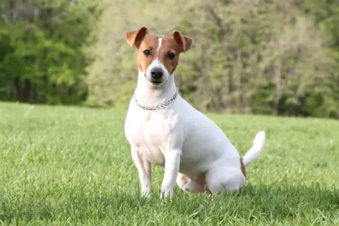 Uroczy piesek rasy jack russell terrier siedzi na zielonej trawie, gotowy do zabawy.