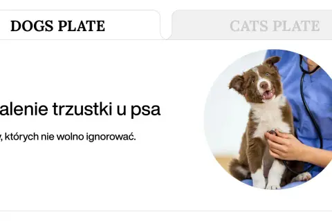 Brązowy szczeniak z otwartym pyskiem, któremu weterynarz osłuchuje serce stetoskopem.
