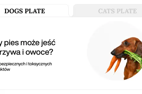 Jamnik z marchewką w pysku. Dowiedz się, co mogą jeść psy, jakie warzywa i owoce są dla nich bezpieczne.