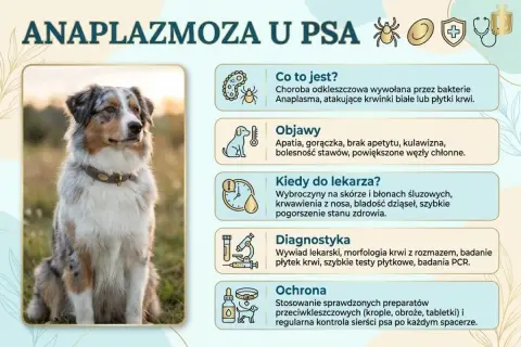 Anaplazmoza u psa: objawy, diagnostyka i ochrona. Zdjęcie przedstawia psa rasy Australian Shepherd, który może być narażony na tę chorobę odkleszczową.