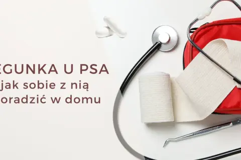 Biegunka u psa? Na zdjęciu leki, stetoskop i apteczka. Pamiętaj, ludzkie leki na biegunkę dla psa mogą być niebezpieczne.