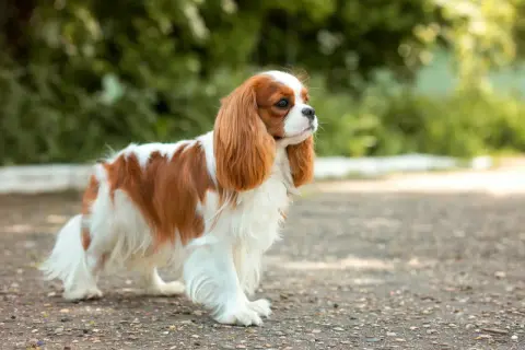 Cavalier King Charles Spaniel w kolorze rudym i białym stoi na zewnątrz.
