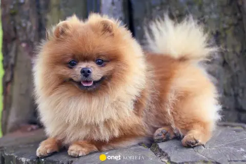 Mały, puszysty, brązowy pies rasy szpic pomeranian leży na pniu drzewa.