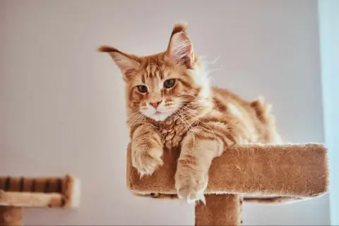 Rudy kot Maine Coon leży na drapaku, patrząc w obiektyw.