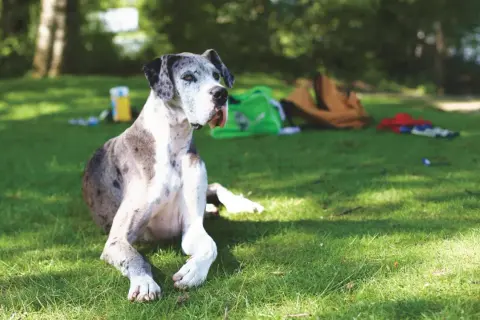 Duży, łaciaty pies rasy dog niemiecki leży na trawie. W tle zielona torba i brązowy plecak. Może przydałaby się mu pyralgina dla psa po dniu pełnym wrażeń?