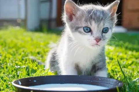 Mały kotek z niebieskimi oczami przy miseczce mleka. Czy kot może pić mleko bez laktozy? To pytanie nurtuje wielu właścicieli.
