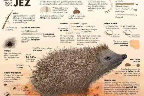 Ilustracja przedstawia jeża z bliska, z zaznaczonymi kolcami, oczami i pyszczkiem.