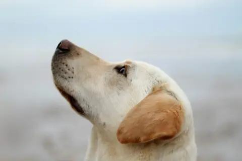 Złoty labrador z zaciekawieniem patrzy w górę. Jego sierść jest jasna, a uszy lekko opadają. Badanie fruktozaminy u psa jest ważne dla monitorowania cukrzycy.