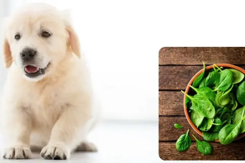 Uroczy szczeniak golden retriever obok miseczki ze świeżym szpinakiem. Czy pies może szpinak?