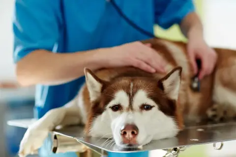 Weterynarz bada psa rasy husky leżącego na stole.