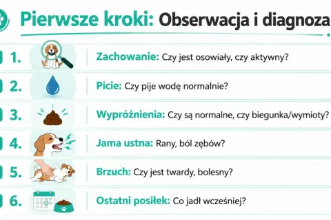 Szczeniak nie chce jeść? Sprawdź jego zachowanie, picie, wypróżnienia, jamę ustną, brzuch i ostatni posiłek.