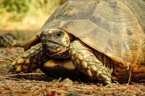 Zbliżenie na głowę i łapę żółwia greckiego na tle ściółki.