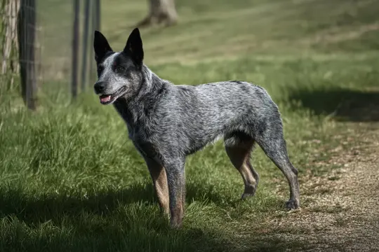Srogi australian cattle dog stoi na trawie, czujnie obserwując otoczenie.