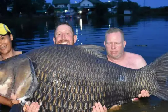 Trzech wędkarzy z dumą prezentuje gigantycznego karpia. Zastanawiasz się, ile żyje karp? Ten okaz z pewnością jest już weteranem!
