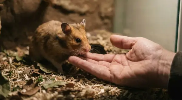 Chomik ostrożnie wącha dłoń, ucząc się, jak oswoić chomika.