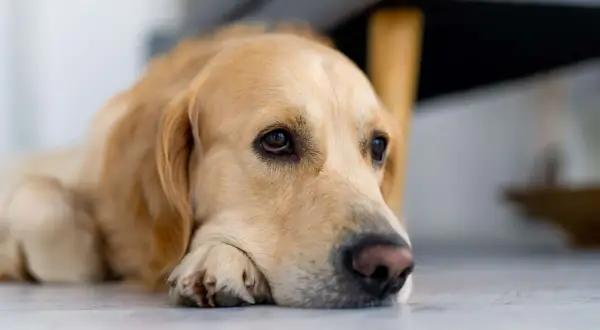 Złoty retriever leżący na podłodze, z głową opartą na łapach, wygląda na smutnego.