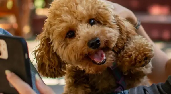 Uroczy maltipoo z kręconymi, brązowymi włosami patrzy na telefon.