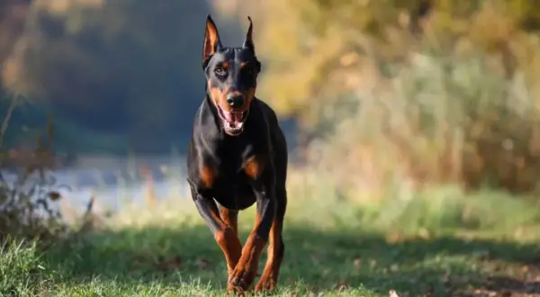 Doberman pędzi przez trawiasty teren. Czy doberman jest agresywny? Ten pies wygląda na energicznego, a nie groźnego.