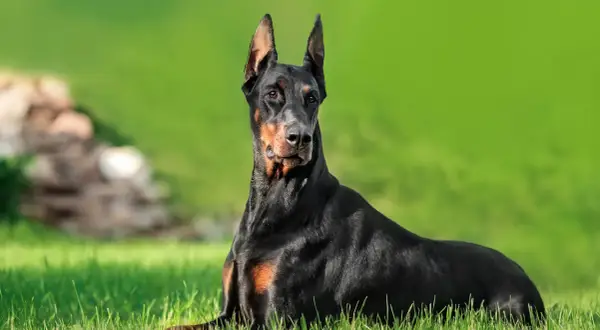 Czarny doberman leżący na trawie, z zielonym tłem.