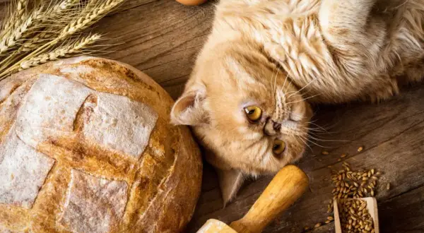 Puszysty kot leży obok bochenka chleba, jajek i kłosów pszenicy. Czy kot może jeść chleb? To pytanie nurtuje wielu właścicieli.