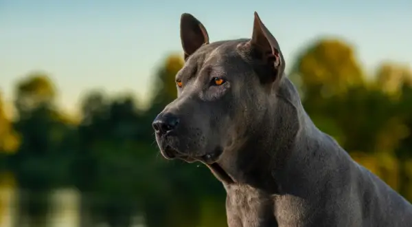 Piękny, niebieski thai ridgeback z bursztynowymi oczami, spogląda w dal na tle rozmytej zieleni i błękitnego nieba.