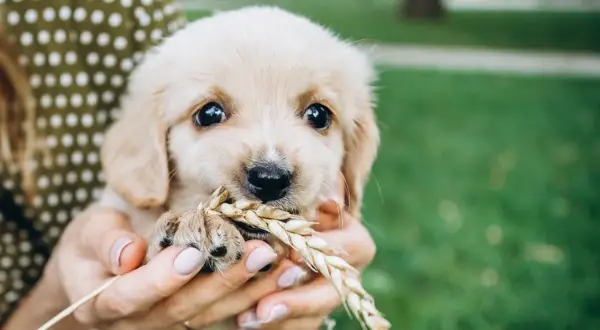 Słodki szczeniak golden retriever trzyma w pyszczku kłos zboża. Szuka jakieś smaczki dla szczeniaka, ale na razie ma tylko trawę.