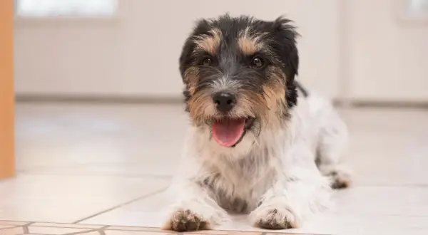 Szczeniak Jack Russell Terrier leży na podłodze z otwartym pyszczkiem. Gdy pies nie może złapać oddechu, należy zachować spokój i skontaktować się z weterynarzem.