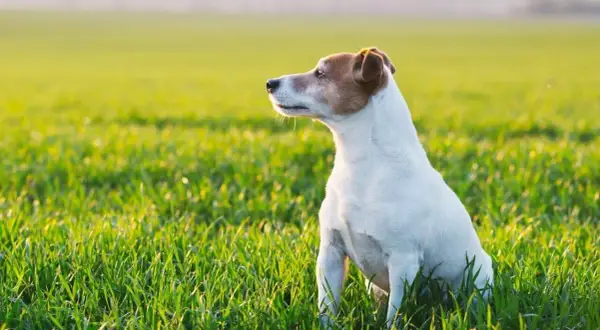 Jack Russell Terrier siedzący na zielonej trawie w słoneczny dzień.