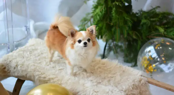 Uroczy piesek rasy chihuahua, pies z rodziny zastępczej, pozuje na tle świątecznych dekoracji.
