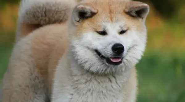 Uroczy akita inu z puszystym ogonem, jego waga jest idealna dla tej rasy.