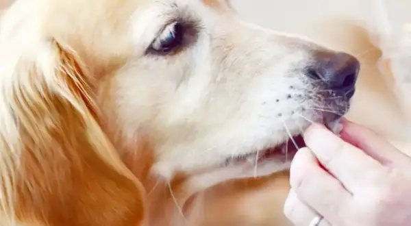 Złoty retriever dostaje smakołyk. Czy pies może jeść rzodkiewkę? To pytanie nurtuje wielu właścicieli czworonogów.
