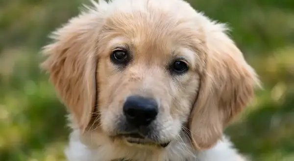Portret szczeniaka golden retrievera z jasnym futrem i ciemnymi oczami na tle zieleni.