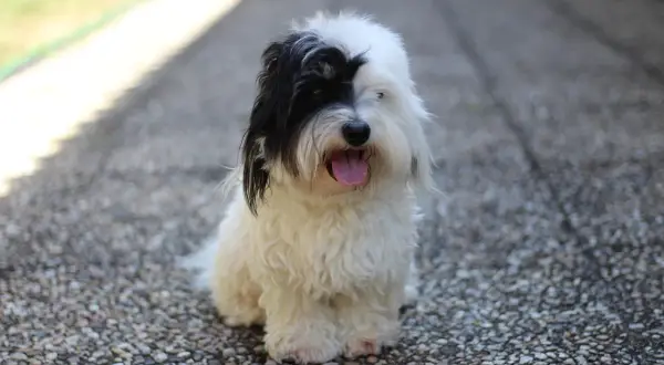 Uroczy coton de tulear z czarną łatką na oku siedzi na kamienistej ścieżce, dysząc z językiem na wierzchu.