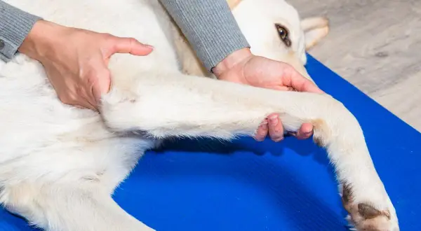 Fizjoterapeuta delikatnie masuje łapę psa, łagodząc objawy zapalenia stawów.
