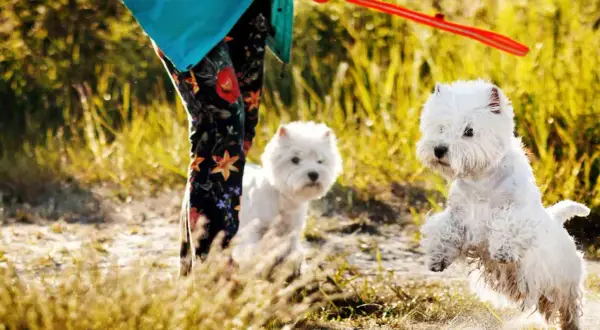 Dwa białe west terrier bawią się na plaży. Jeden skacze, drugi patrzy na zabawkę.
