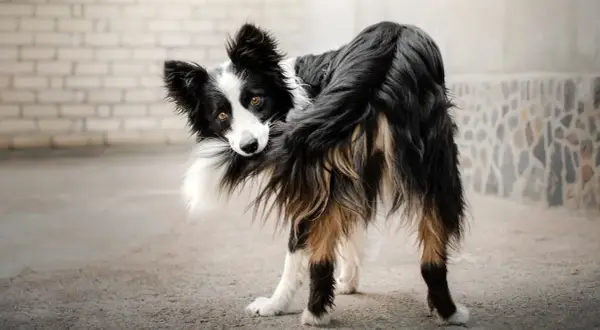 Pies rasy border collie gryzie swój ogon, patrząc w obiektyw.