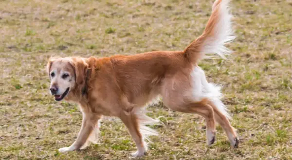 Złoty retriever z dysplazją porusza się ostrożnie po trawie, jego ogon uniesiony w górę.