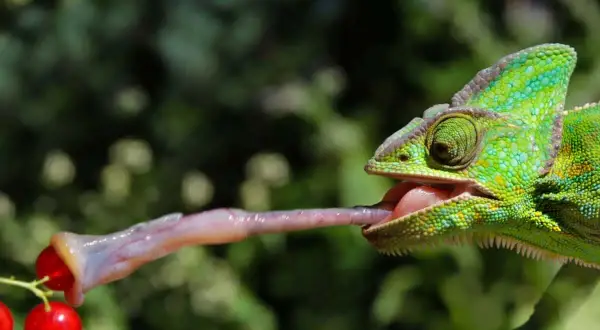 Zielony kameleon wyciąga długi, lepki język, by złapać czerwone jagody.