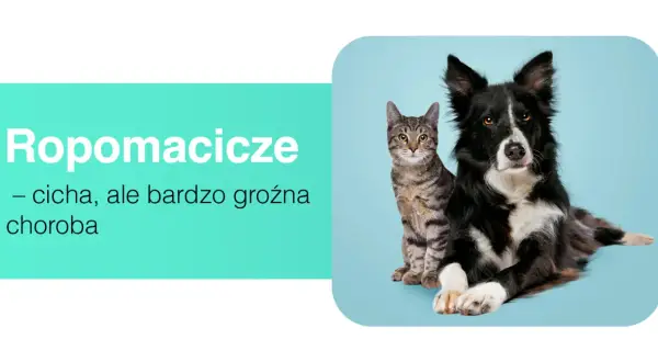 Ropomacicze u kotki to cicha, ale groźna choroba. Obok siedzi pies.