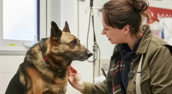 Uśmiechnięta kobieta głaszcze owczarka niemieckiego. Piesek wygląda na spokojnego, a kobieta na weterynarza.