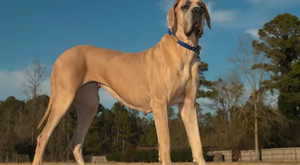 Duży, beżowy dog niemiecki w niebieskiej obroży stoi na trawie pod błękitnym niebem.
