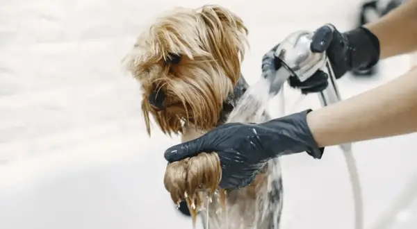 Yorkshire terrier kąpany pod prysznicem przez osobę w czarnych rękawiczkach.