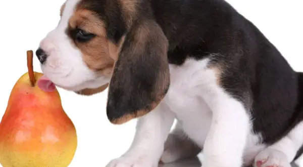 Szczeniak beagle próbuje gruszki. Czy pies może jeść gruszkę? Ten maluch odkrywa nowe smaki.